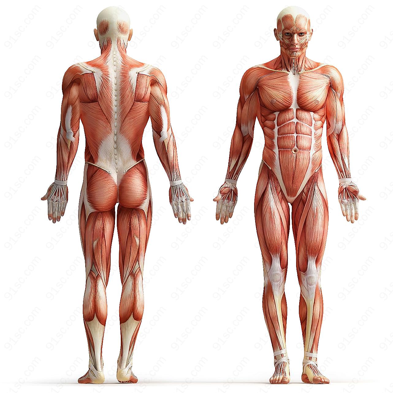 人体肌肉解剖图片下载摄影高清