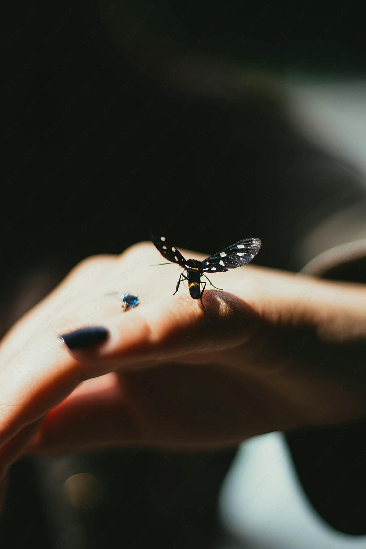 指尖的意境图片蝴蝶