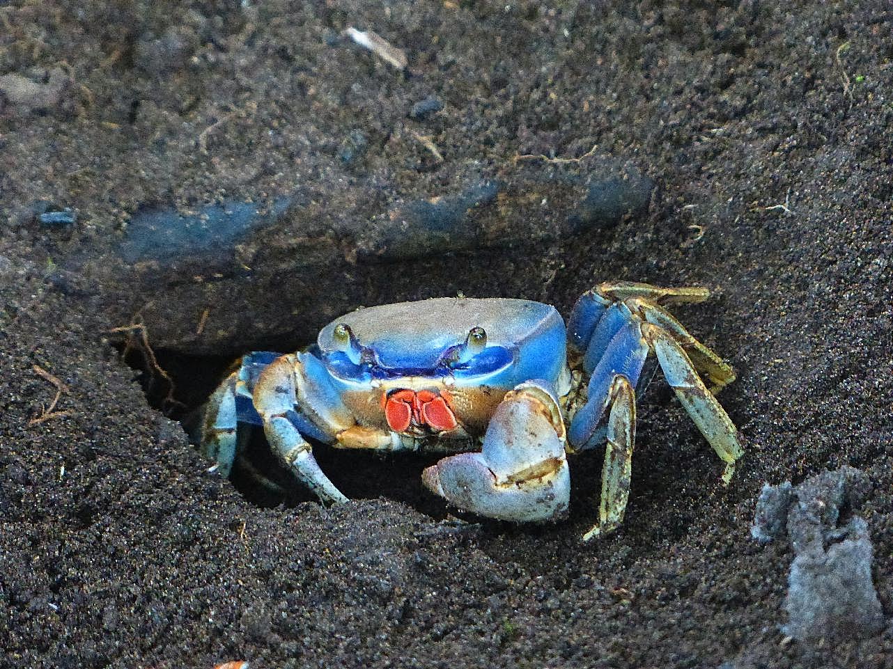 活螃蟹图片高清_海洋生物_动物图片_高清摄影_91素材