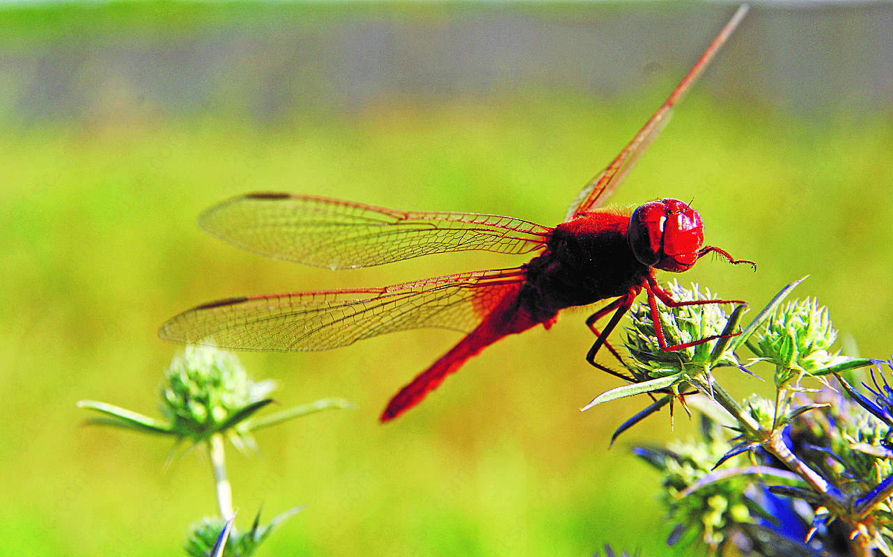 漂亮红蜻蜓休息图片高清摄影