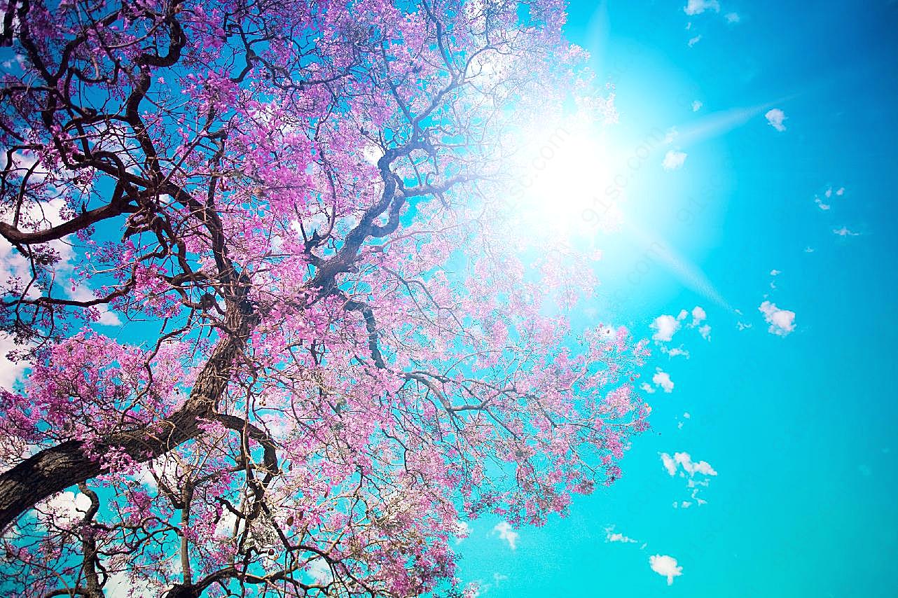 漂亮的树图片下载樱花