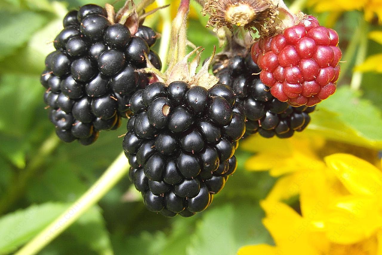 野生黑莓图片水果