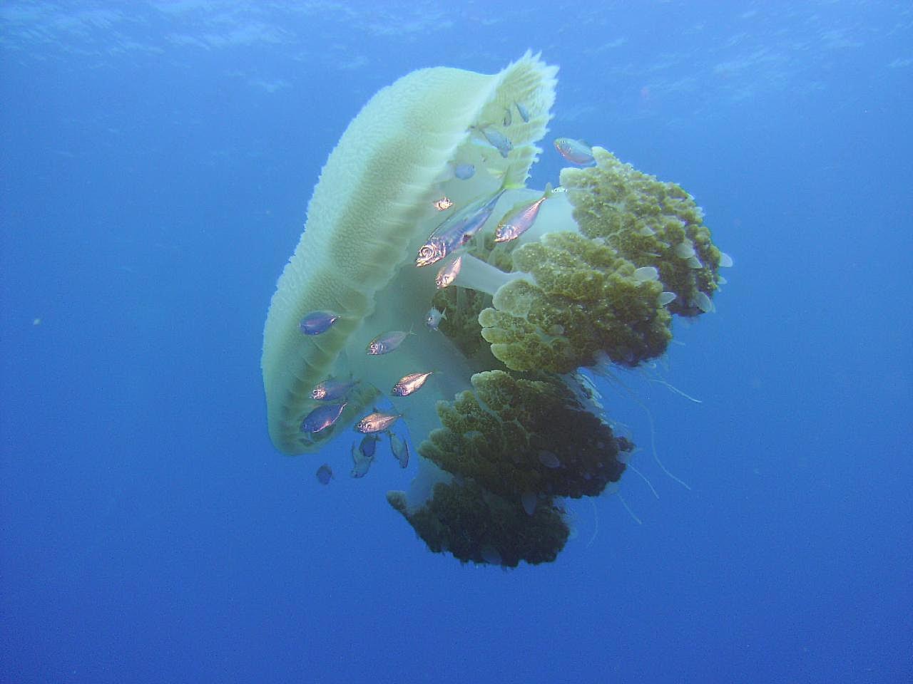 水母与鱼图片海洋生物