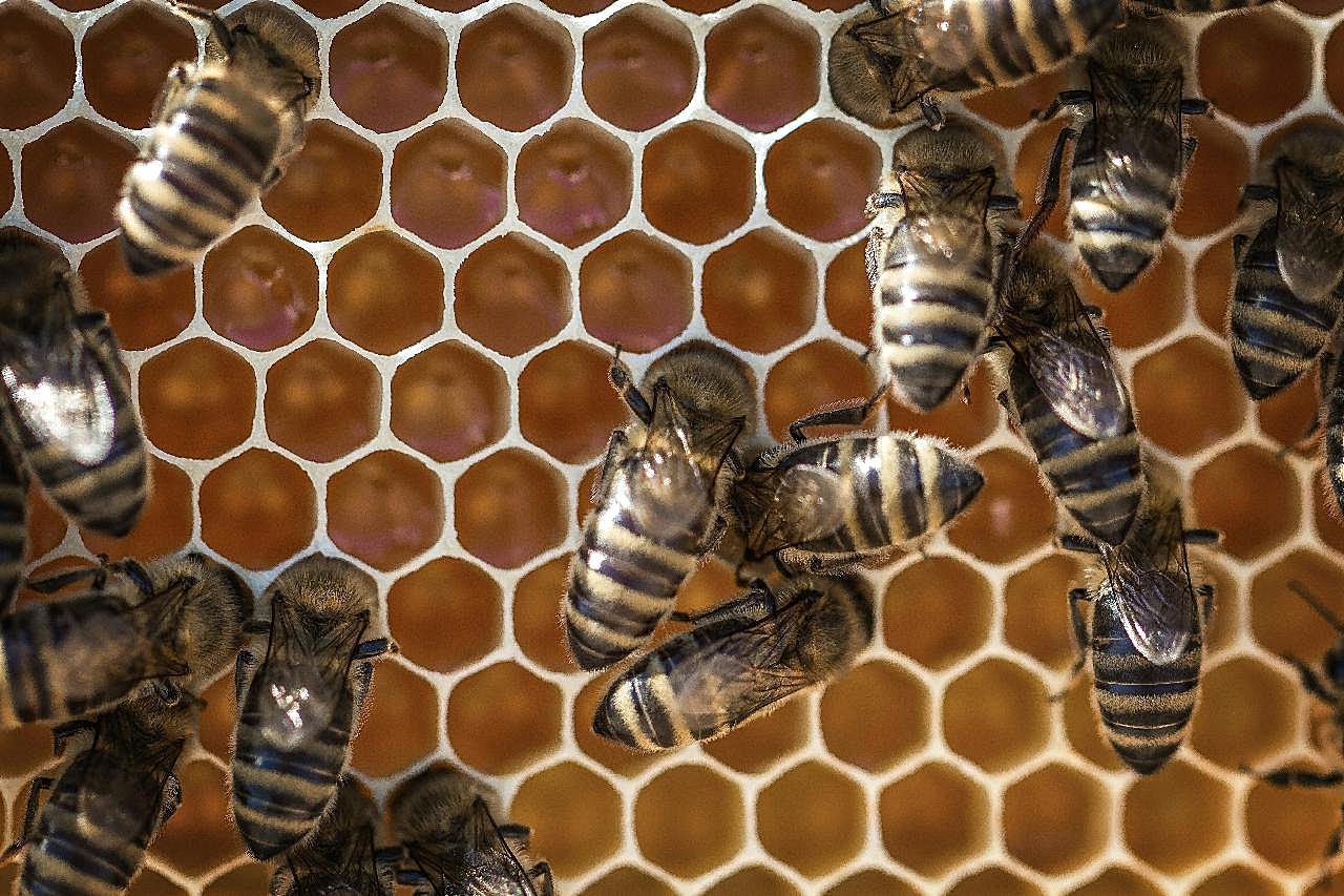 蜂巢与蜜蜂图片摄影