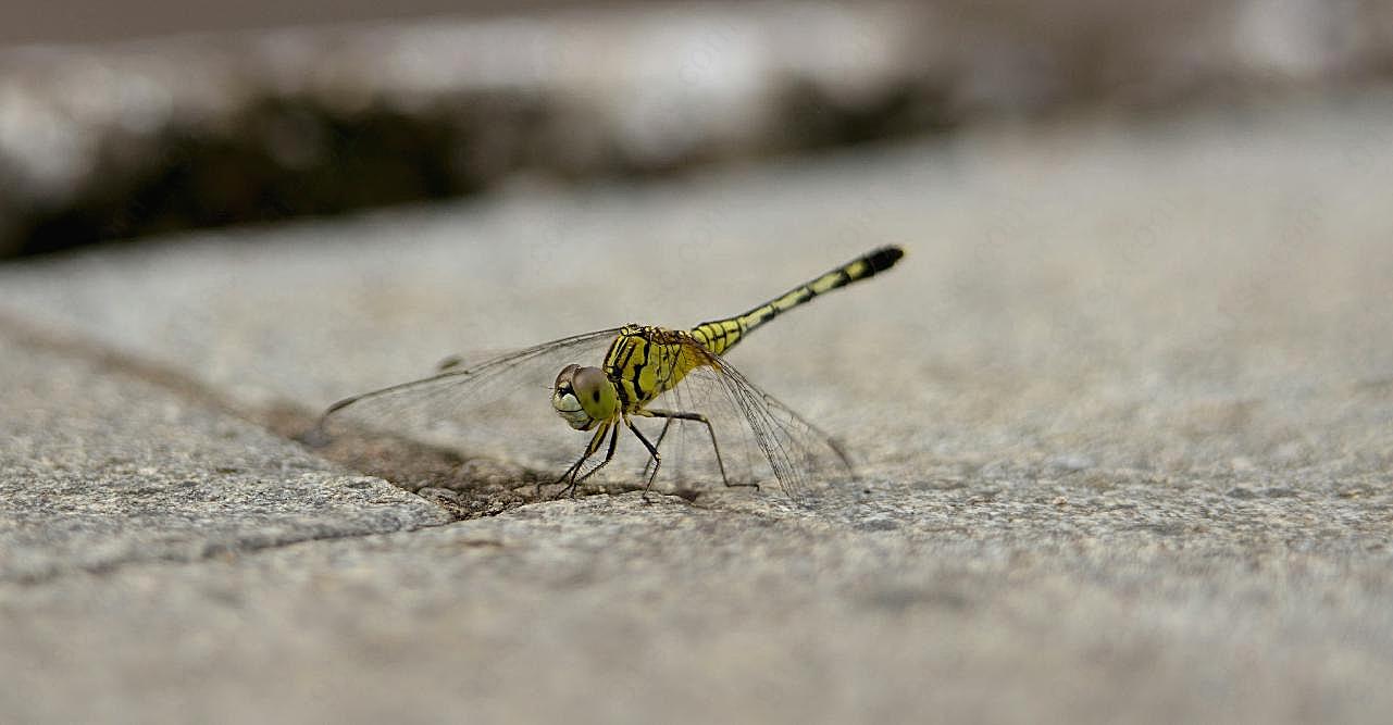 蜻蜓高清特写图片昆虫