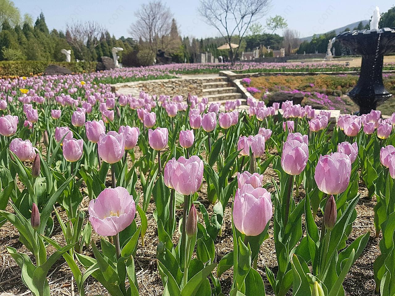 花园图片高清摄影