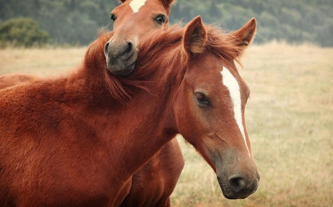 两匹红图片马