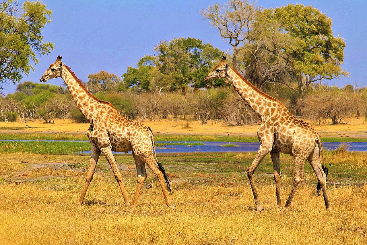 草原上野生长颈鹿图片动物图片