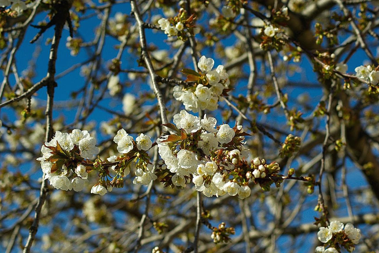 美白树摄影图片樱花