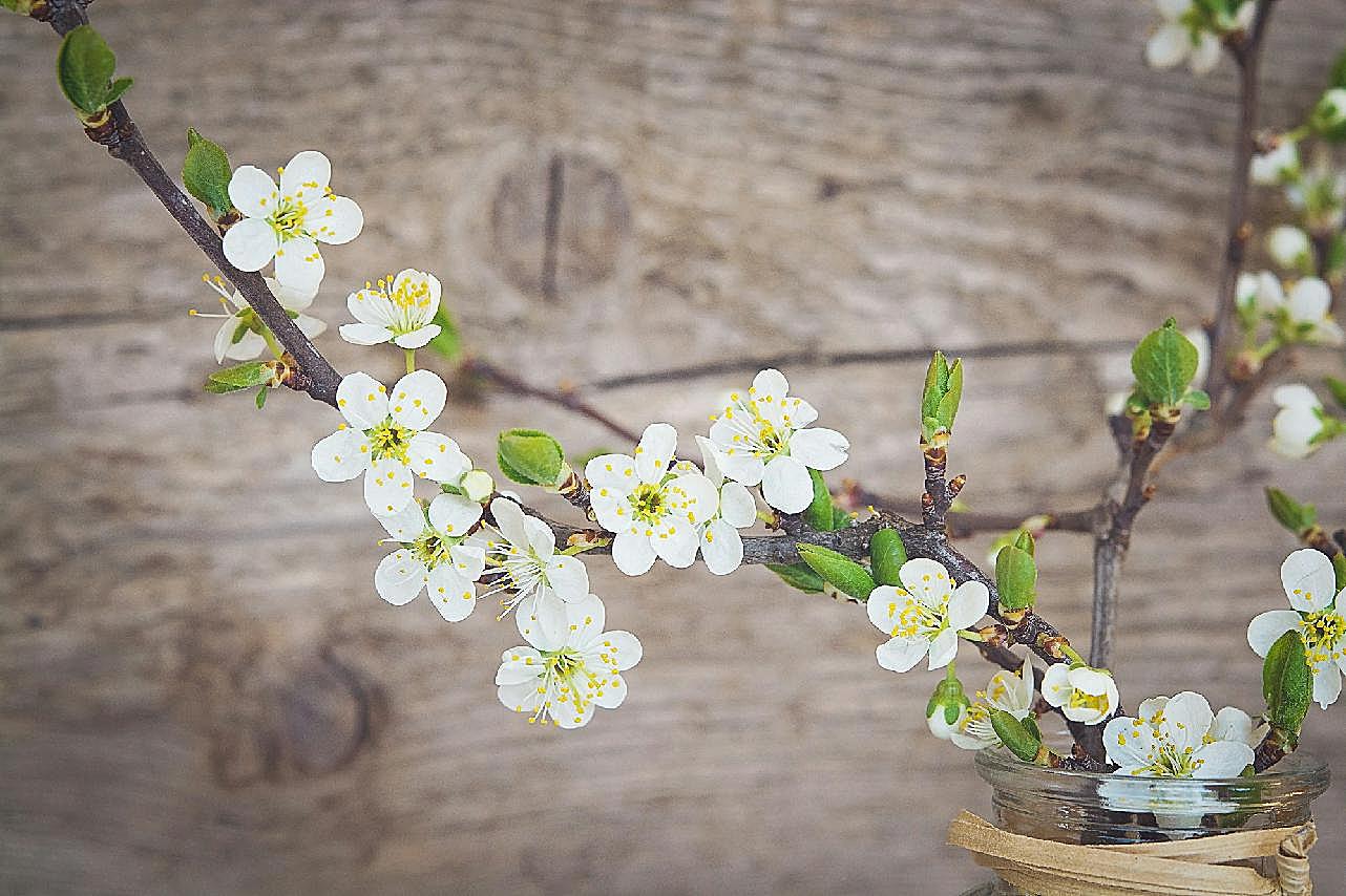 樱花图片插花