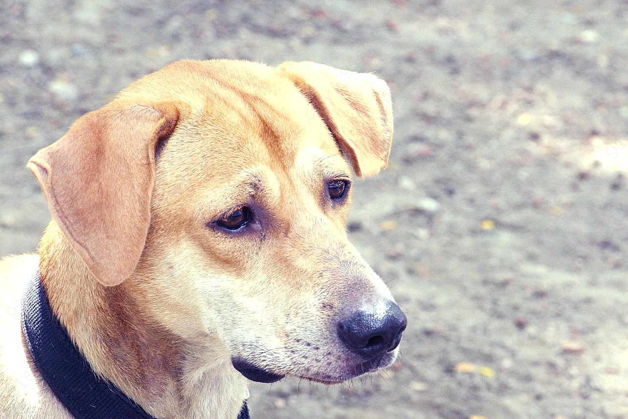 可爱流浪犬肖像图片狗