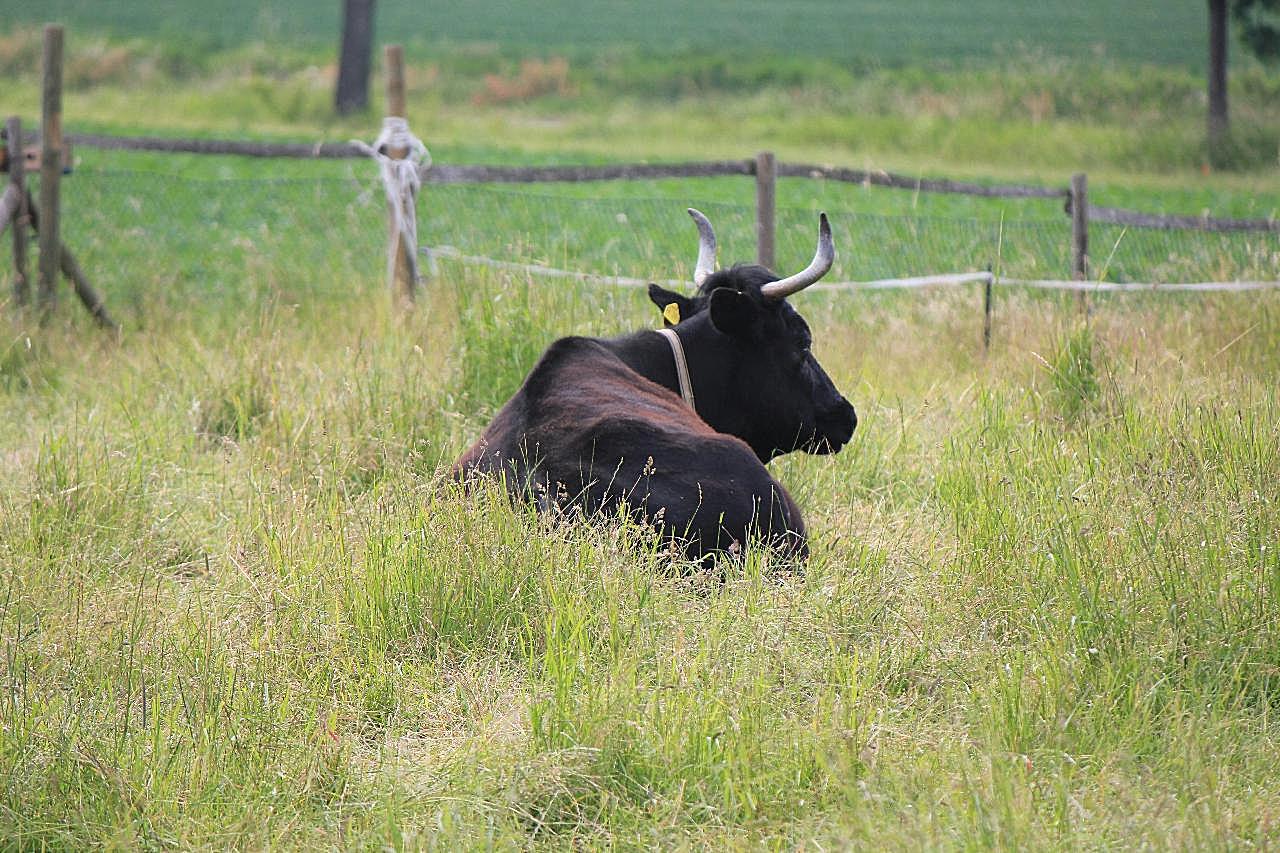 牧场公牛图片动物图片