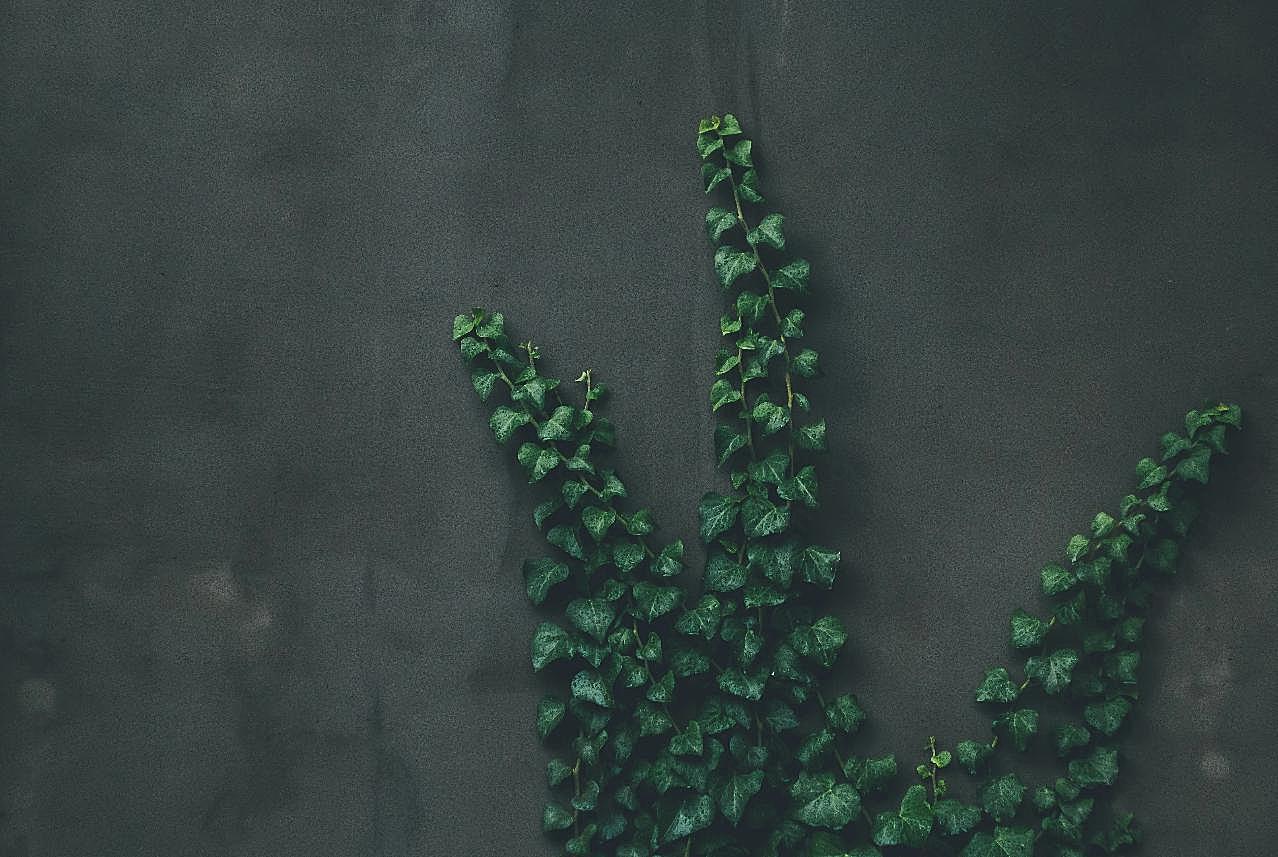 爬山虎藤蔓植物图片摄影