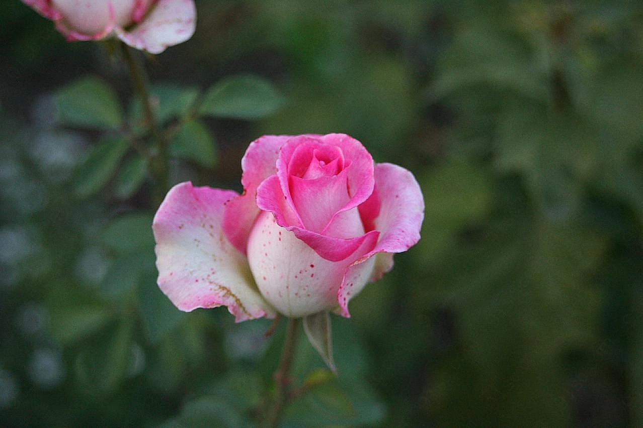 一朵粉玫瑰图片玫瑰花