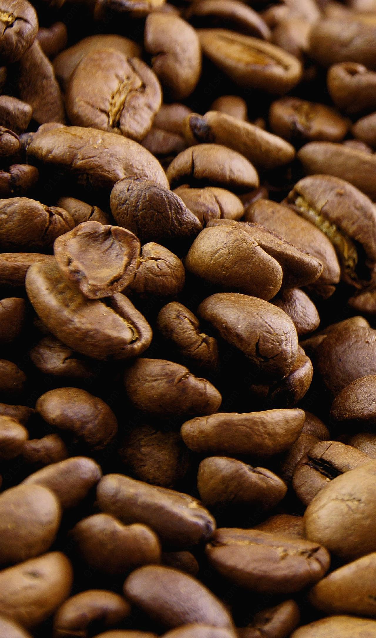 咖啡豆植物图片高清