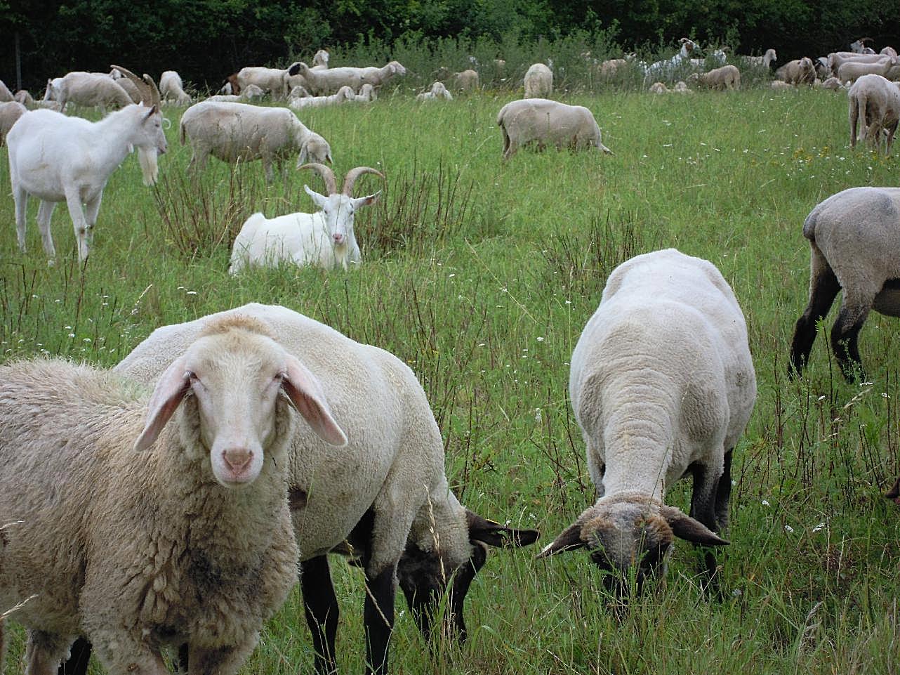 放牧羊群图片动物图片