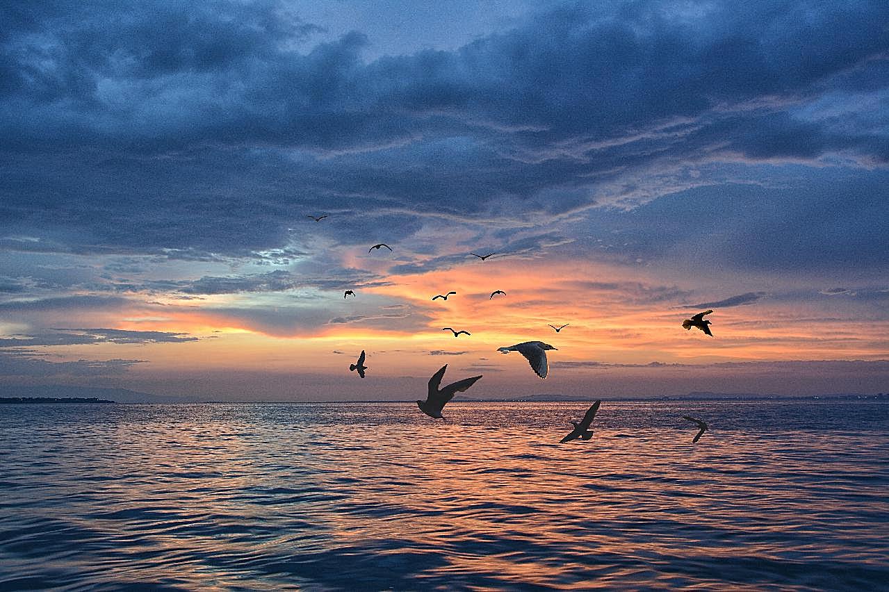黄昏海鸥图片摄影