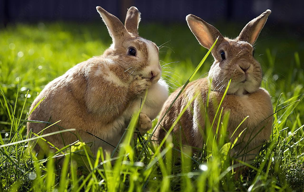 草地灰兔可爱图片兔子