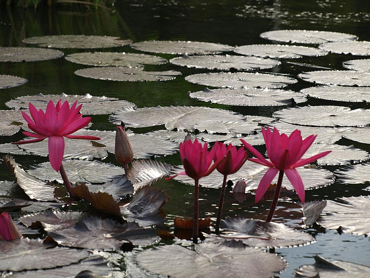 池塘水莲花风景图片高清