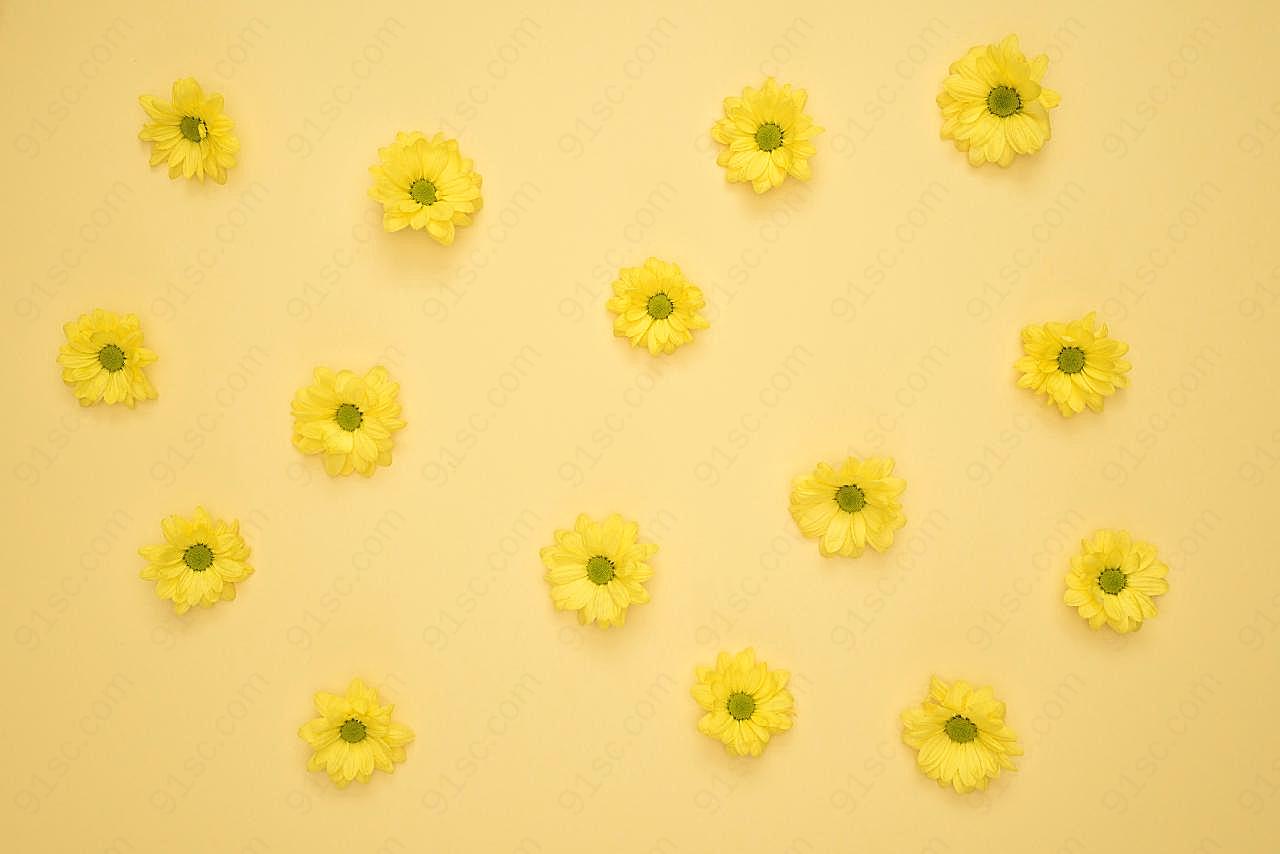 小花背景图片花卉