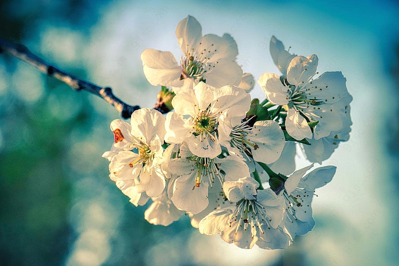 苹果花枝花朵图片高清摄影