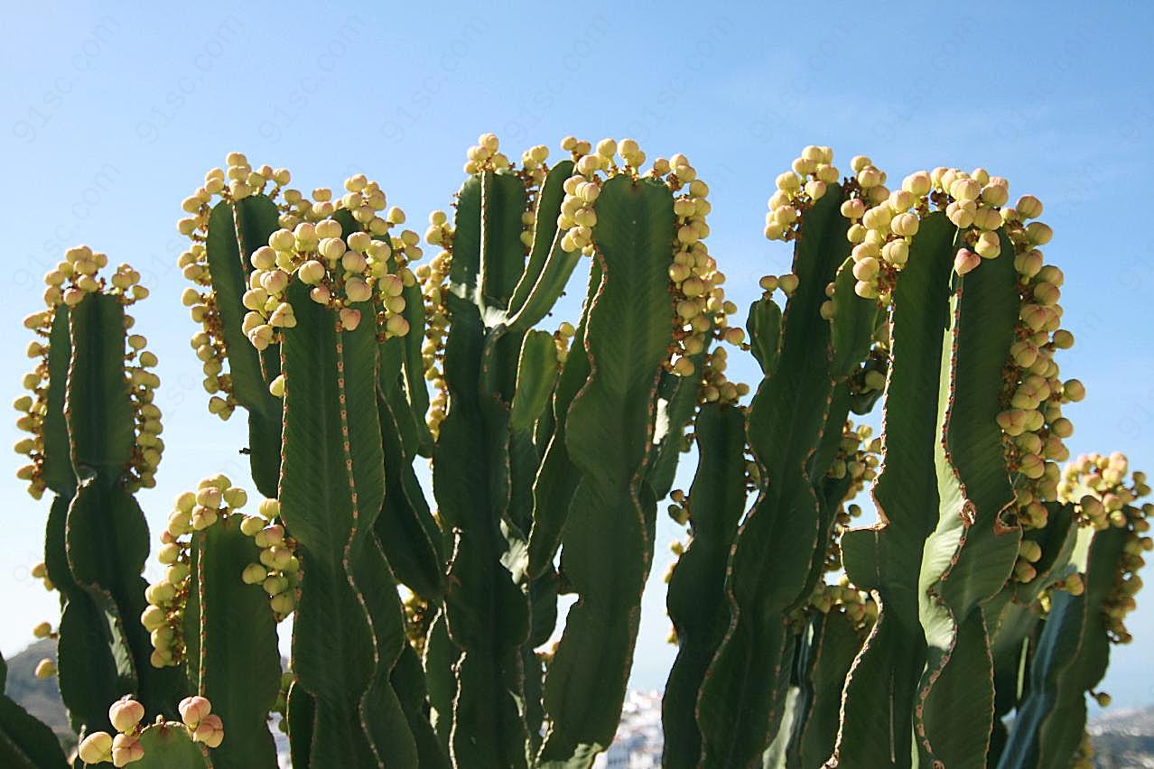 仙人掌开花图片花的