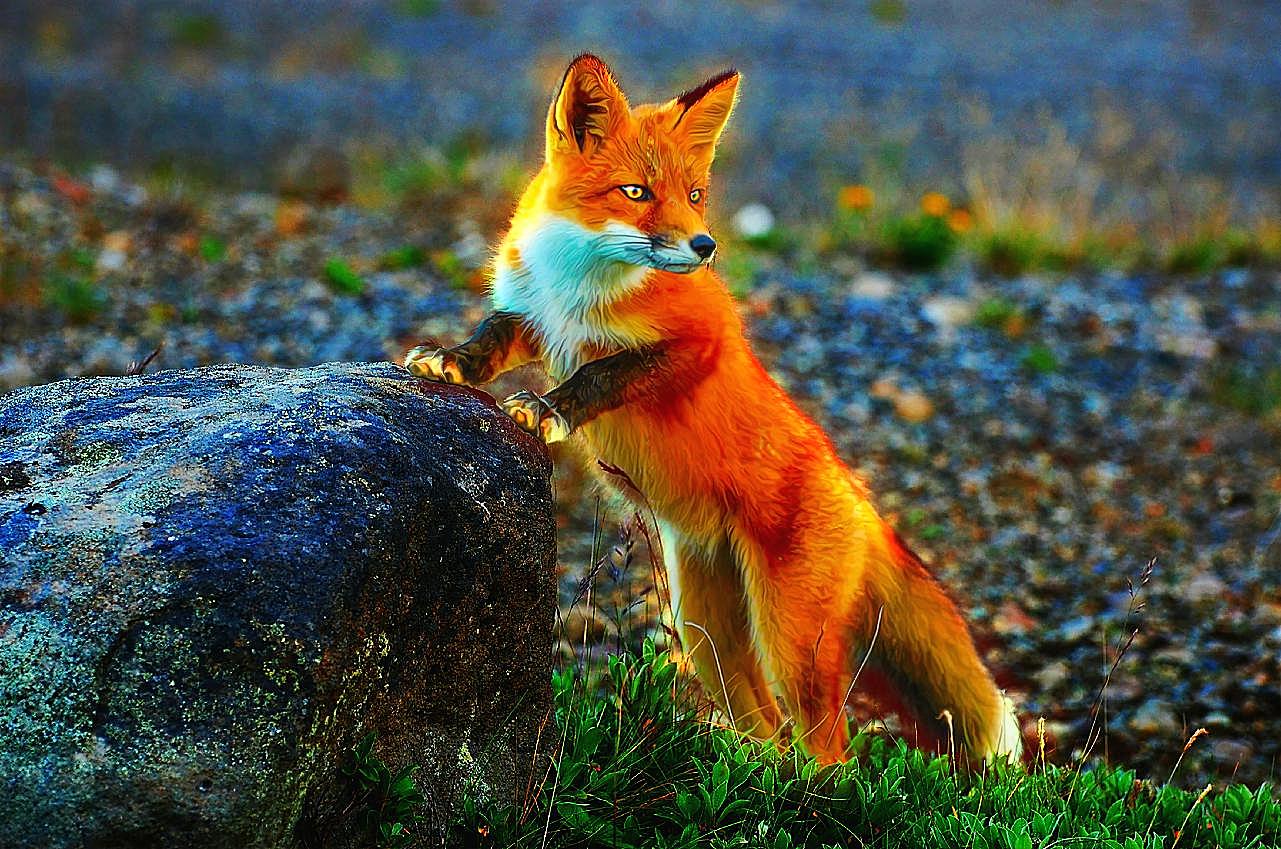 野生红狐狸摄影图高清