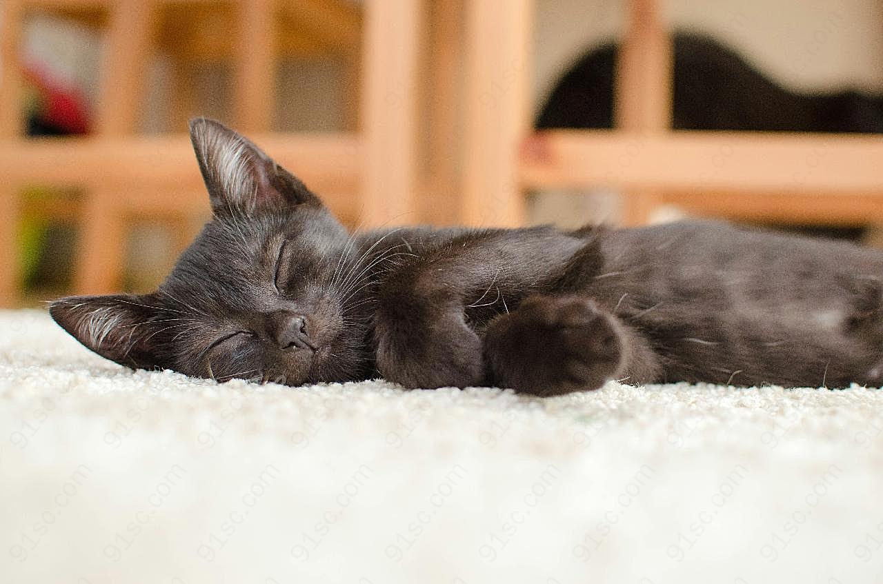 可爱小黑图片猫