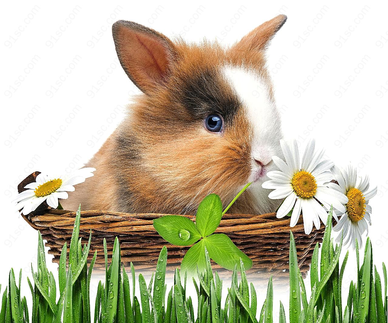 可爱萌兔图片兔子