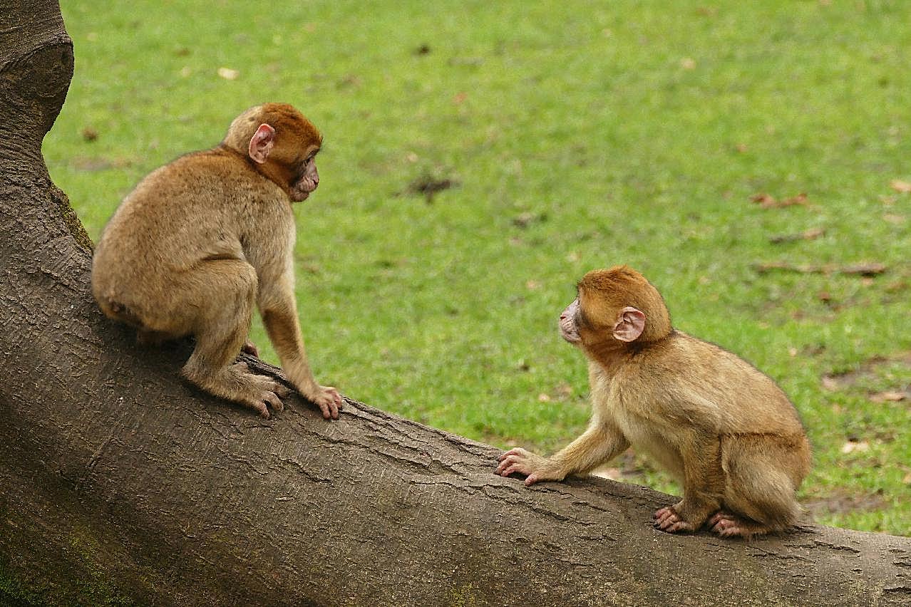 两只猴子玩耍图片动物图片