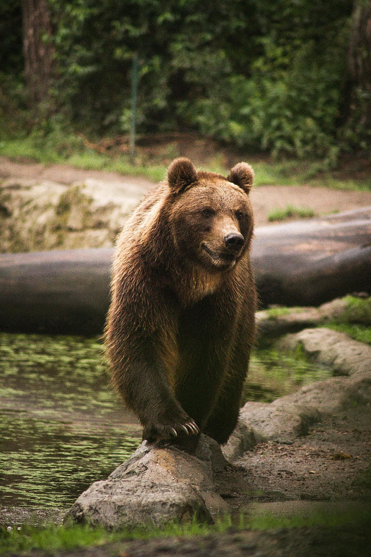 大黑熊高清图片动物图片