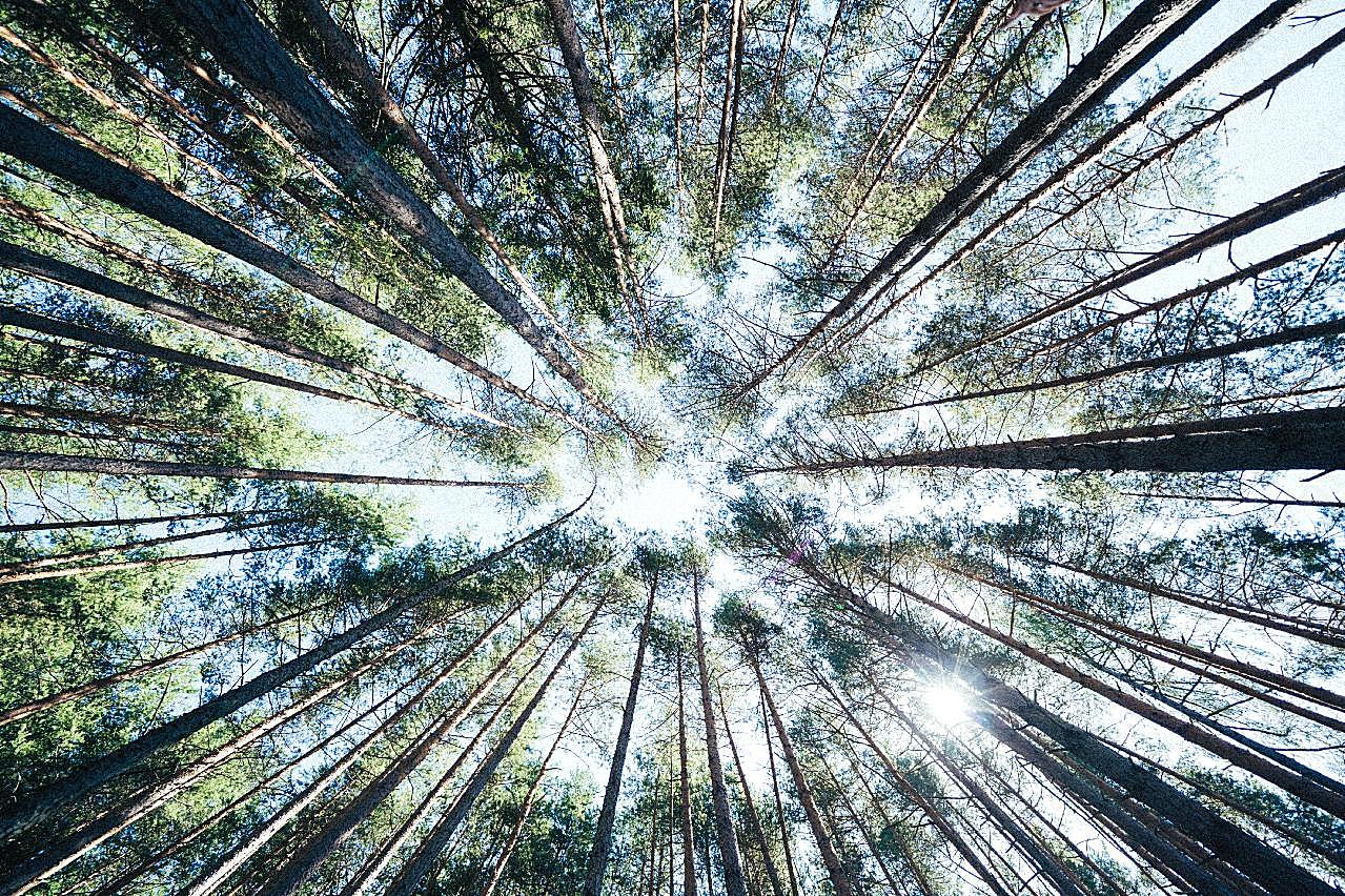 高大树木图片树林