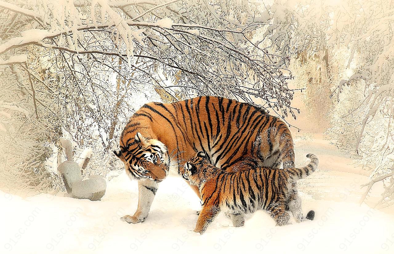 雪地里的老虎生物世界