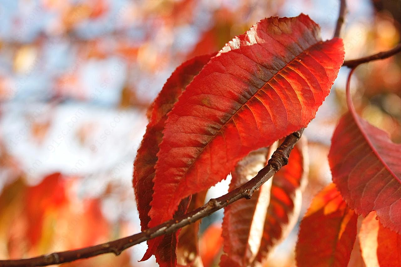 入秋红图片树叶