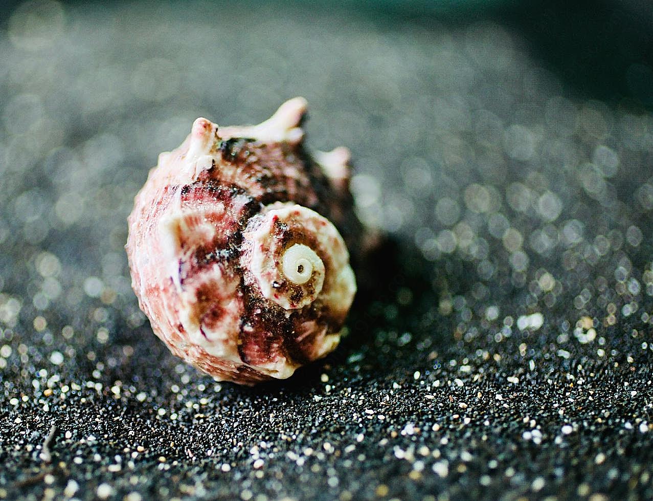漂亮海螺壳图片海洋生物
