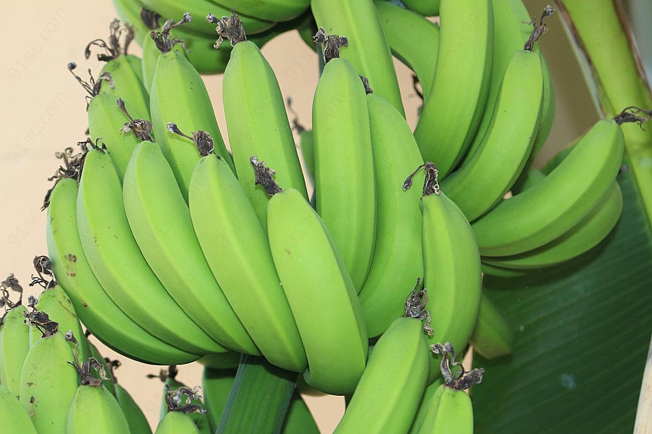 未成熟的香蕉图片高清生物