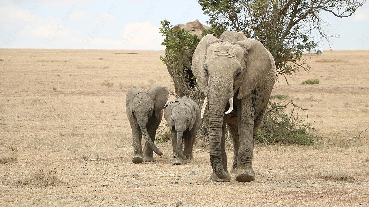 非洲野生动物大象图片摄影高清