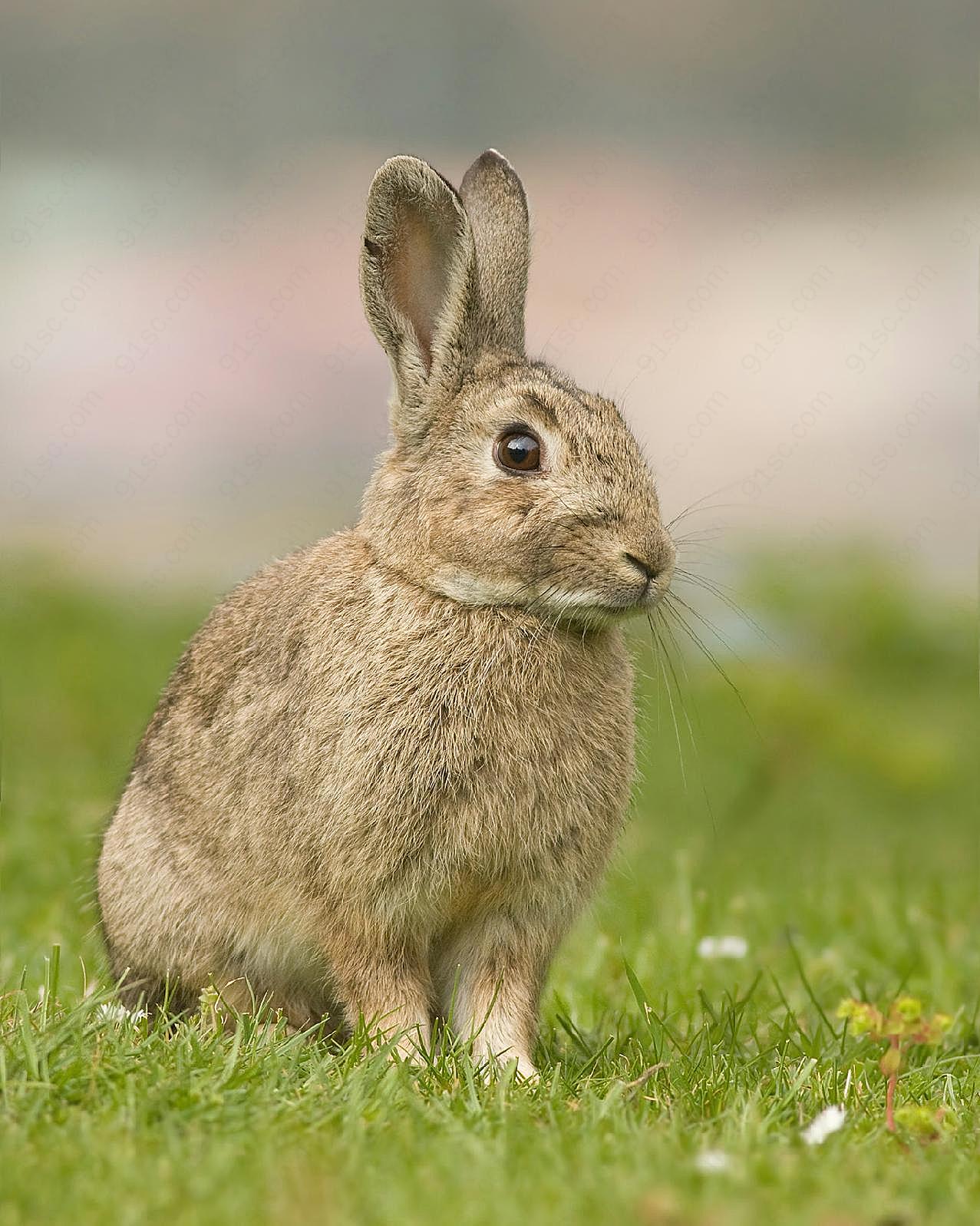 站立在草地上的灰兔图片摄影高清