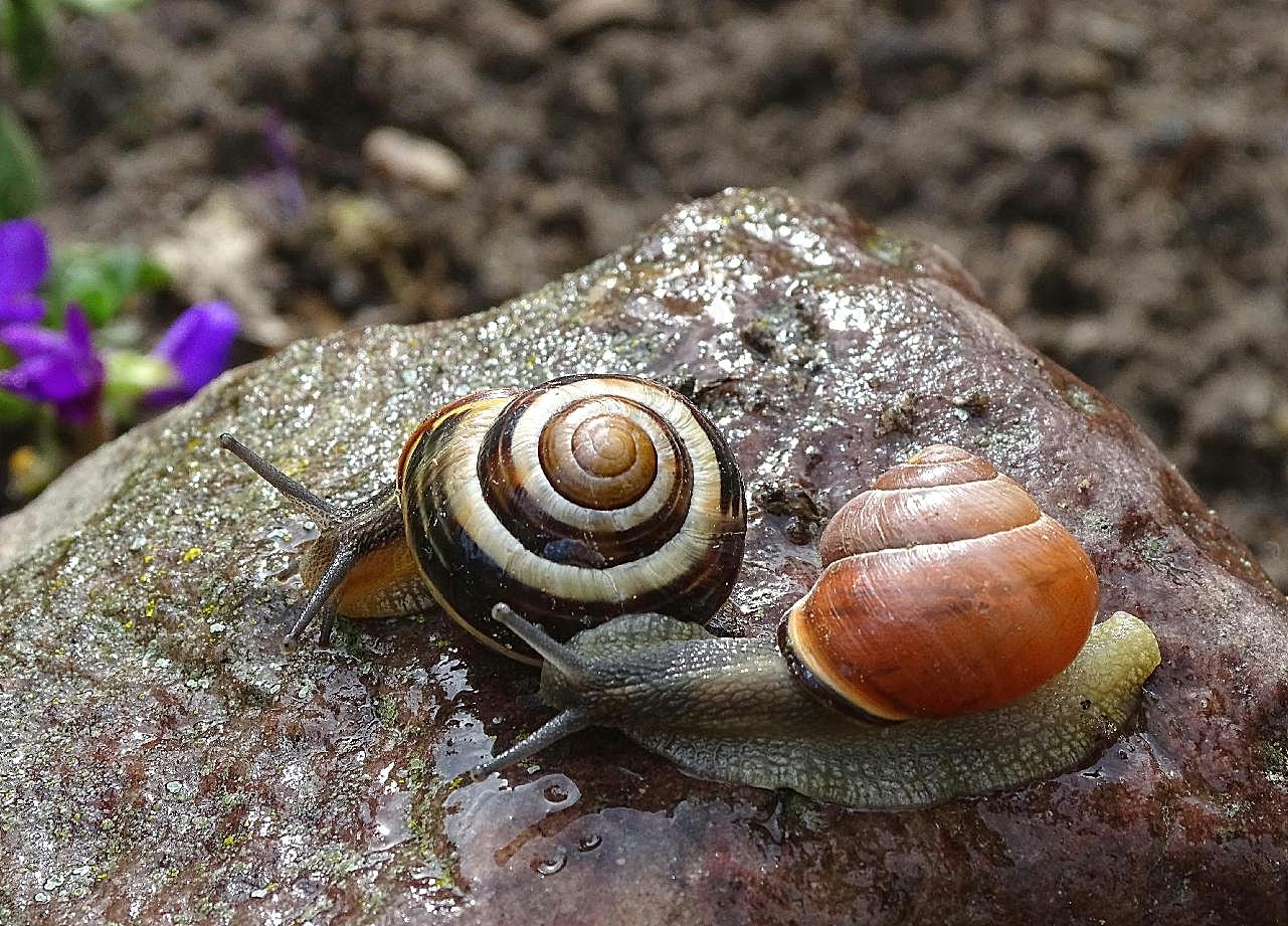 两只蜗牛爬行图片摄影高清