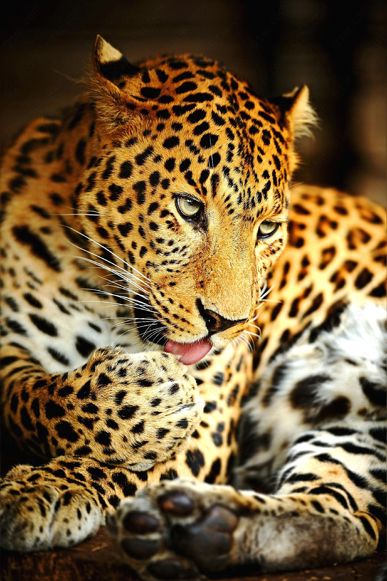 野生动物猎豹图片下载摄影高清