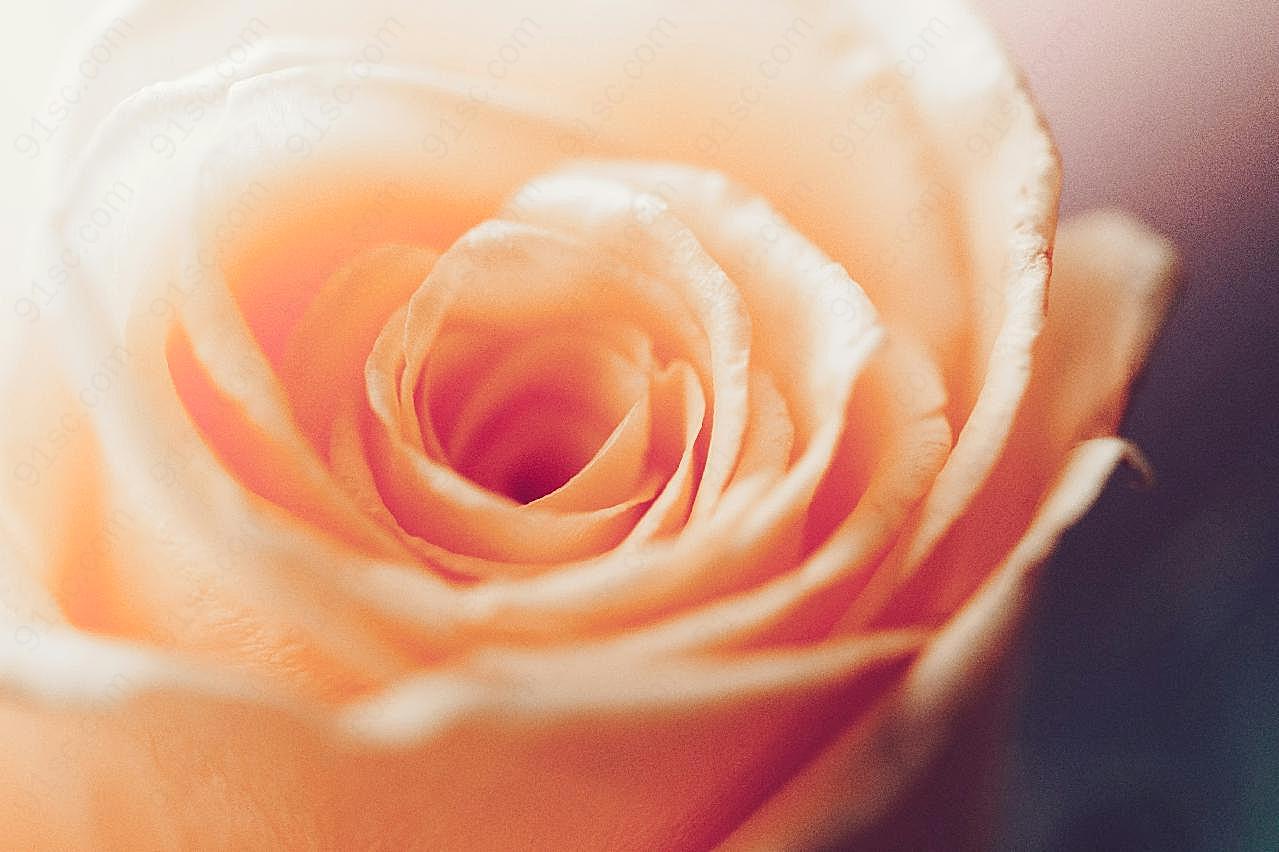 唯美微距香槟玫瑰图片高清摄影