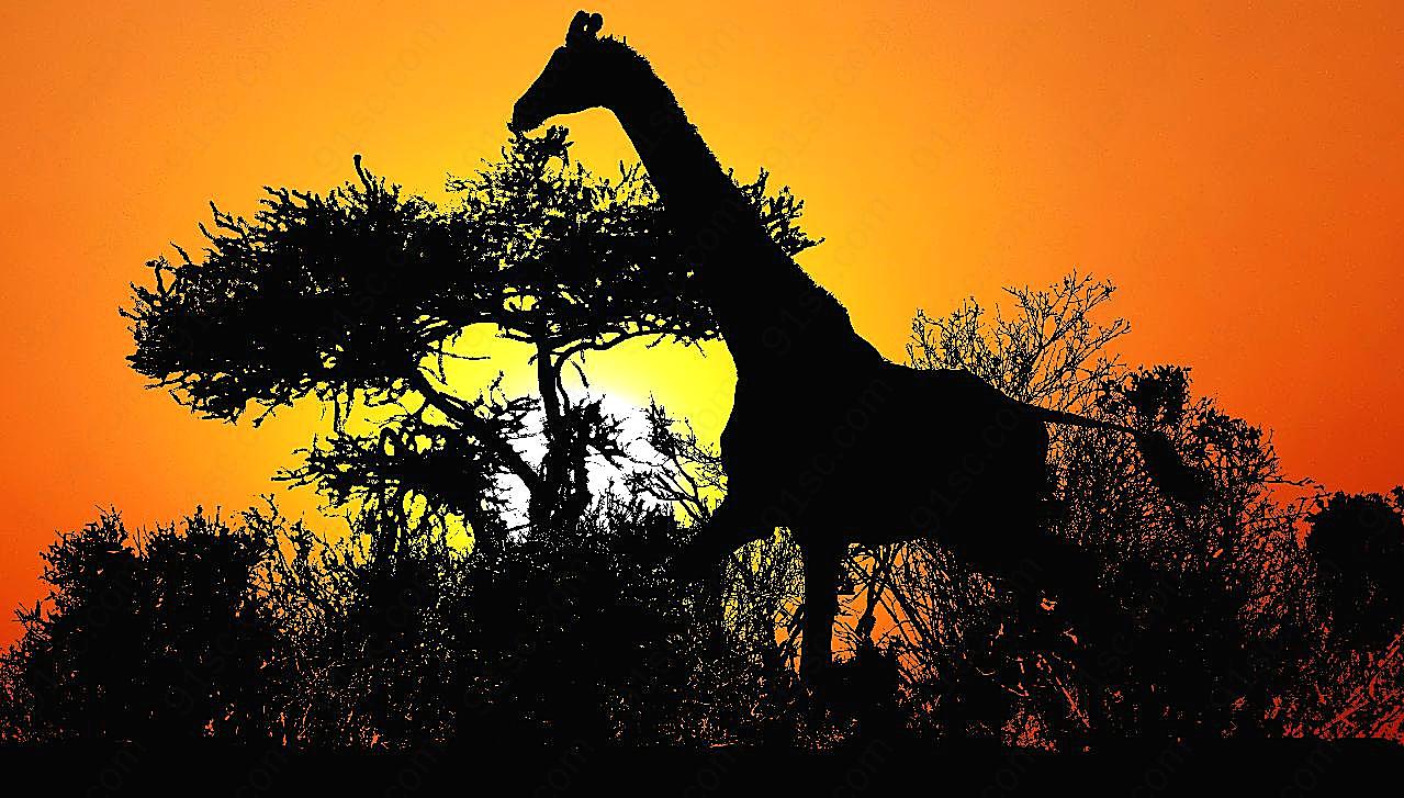 长颈鹿剪影图片风景自然