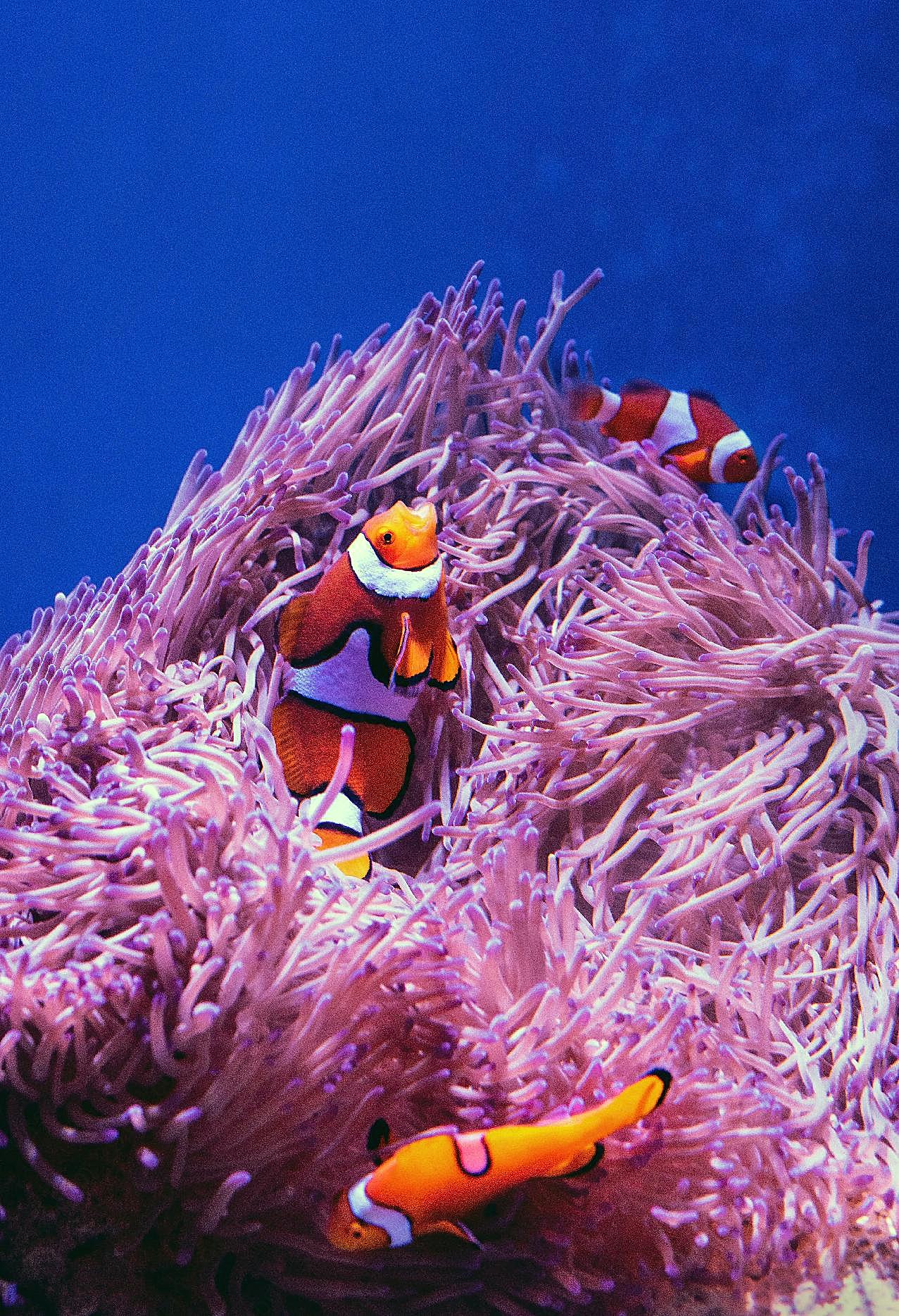 小丑鱼和海葵图片高清