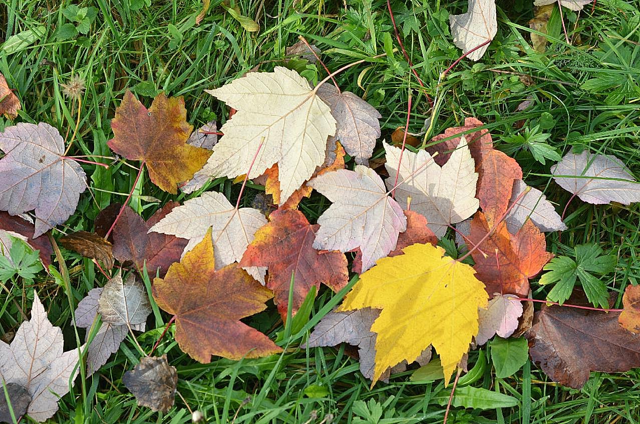 秋天多彩落叶图片摄影高清