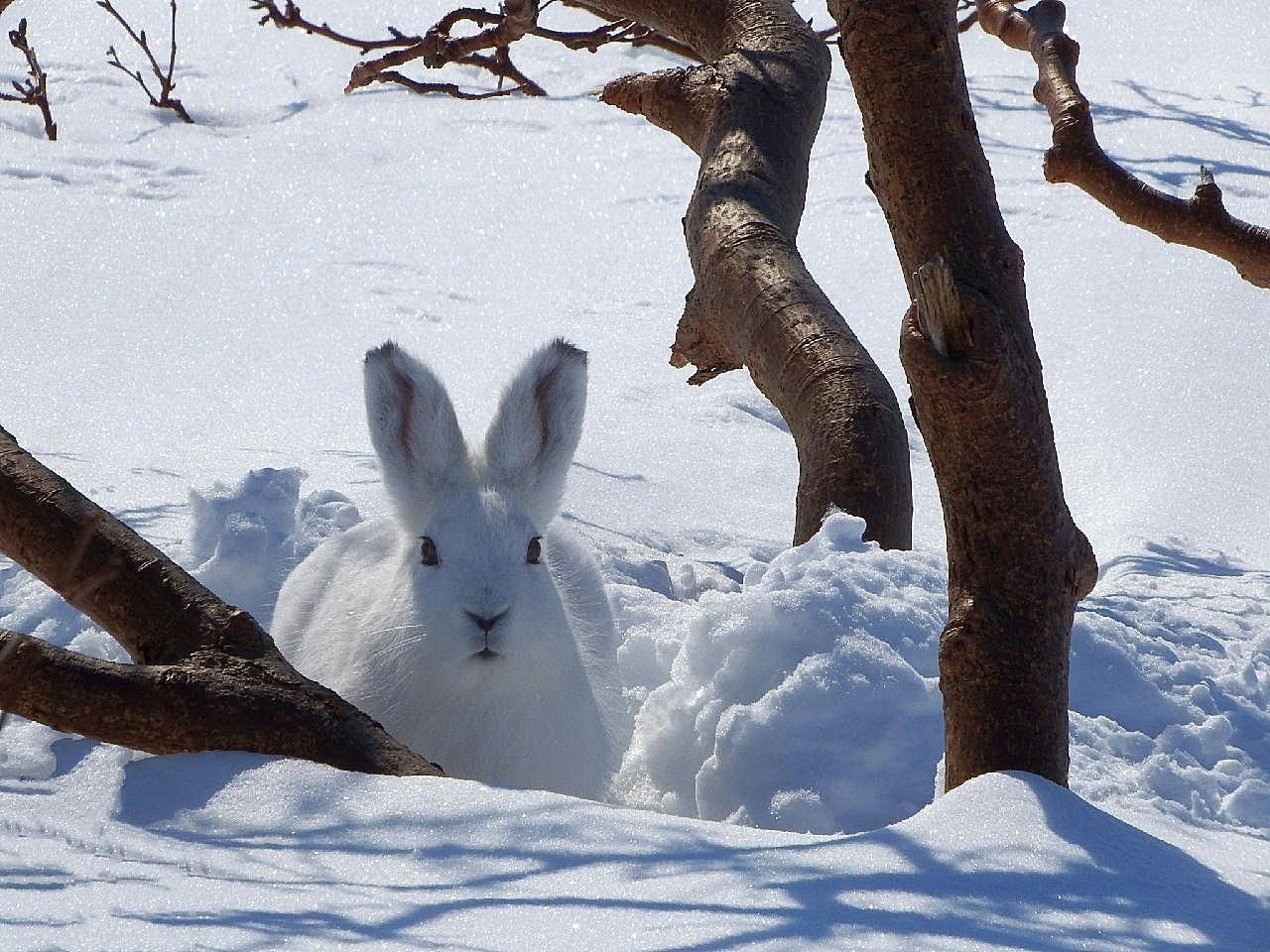 雪地上小白兔图片高清