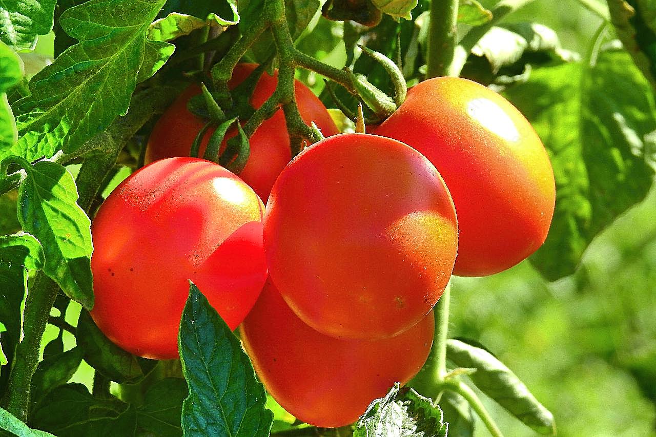 阳光下西红柿图片生物摄影
