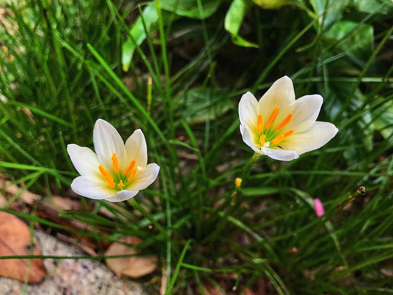 风雨兰图片摄影高清