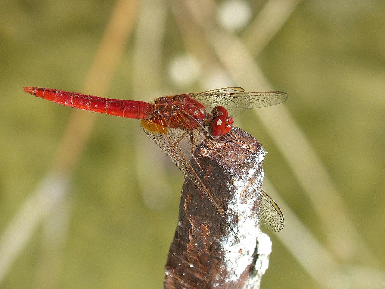 高清红蜻蜓摄影图片昆虫
