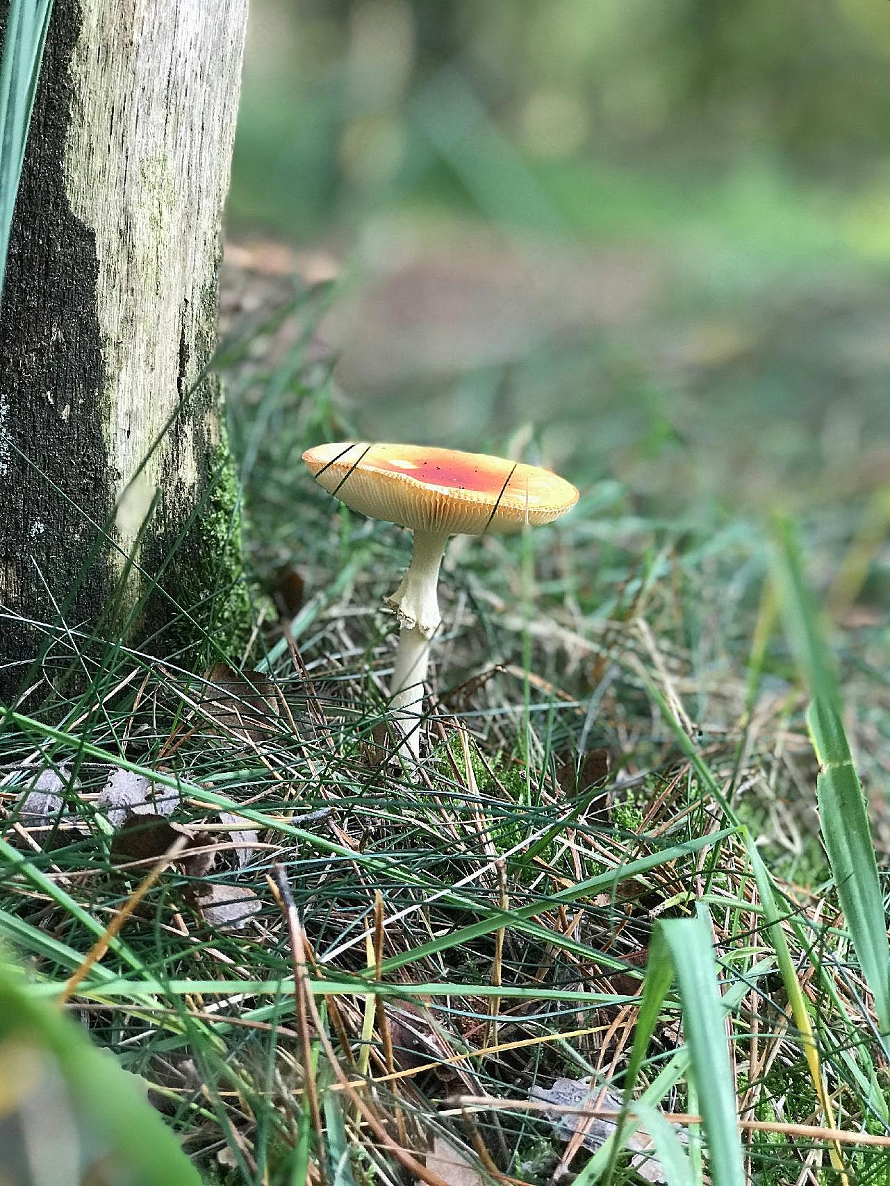 野生山菌菇图片高清