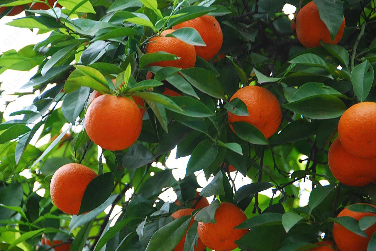 橘子树鲜橘子图片高清